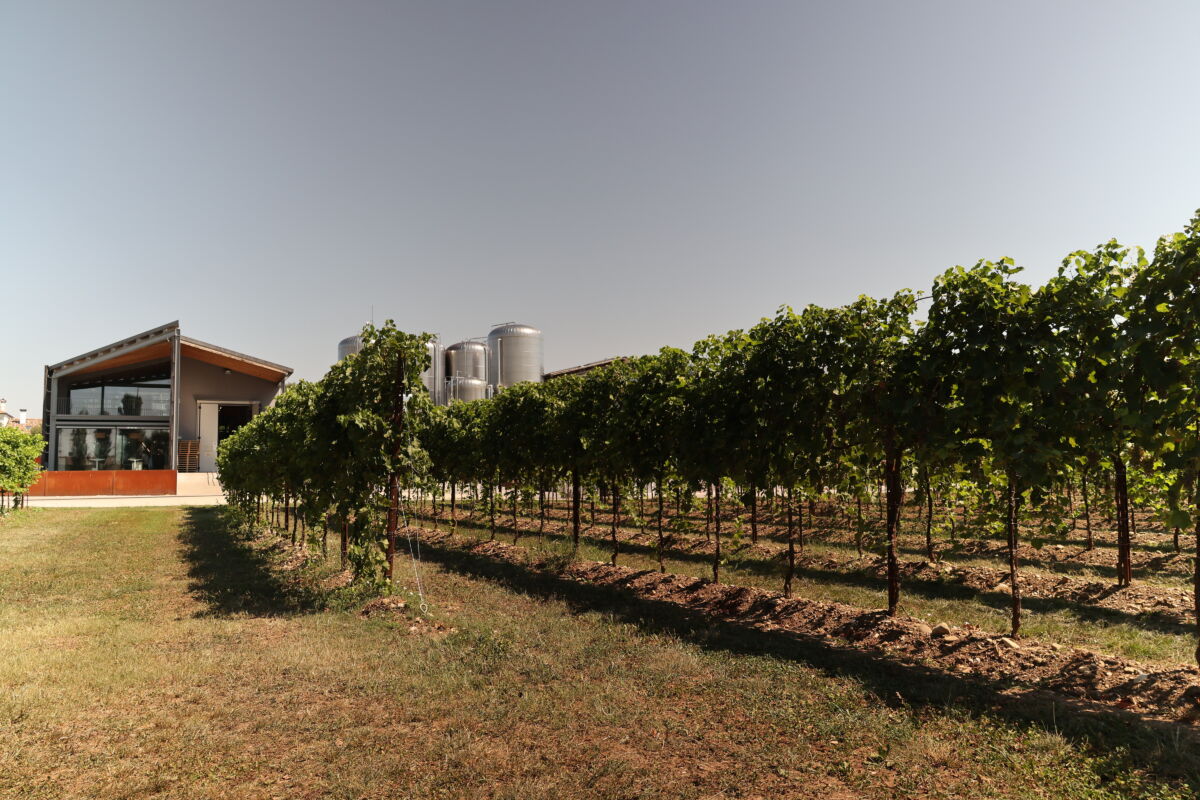 Vigneti della Cantina Pizzolato con moderni serbatoi in acciaio per il packaging sostenibile in collaborazione con Aliplast.