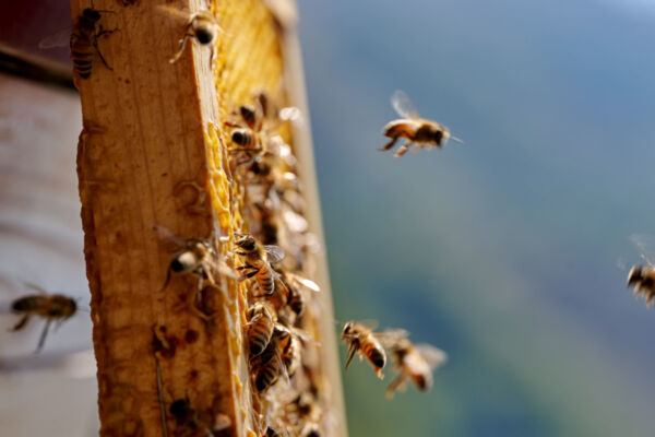 Api su favo. Alveare con api operaie al lavoro per la produzione di miele. Apicoltura e natura. - Conapi-Mielizia