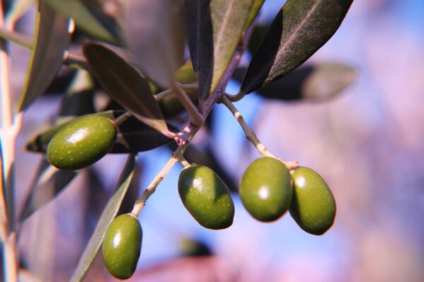 Ramo di olivo con olive verdi. Olio extravergine d'oliva, ingredienti freschi.