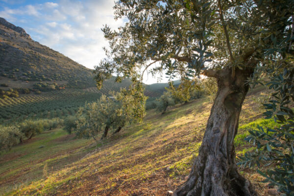 Uliveto in collina. Alberi di olivo secolari, natura e paesaggio mediterraneo. Olio extravergine di oliva.