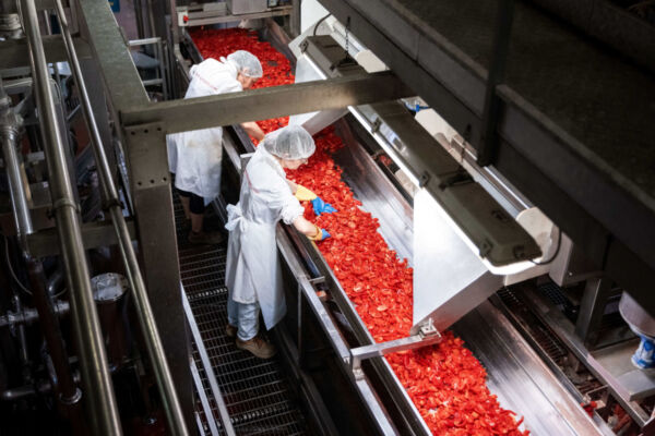 Italian Food: campagna di raccolta del pomodoro al via