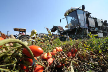 Campagna del pomodoro, Anicav contesta i rincari ingiustificati