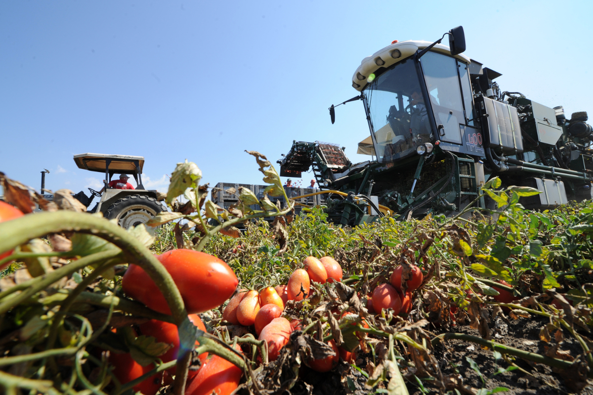Campagna del pomodoro, Anicav contesta i rincari ingiustificati
