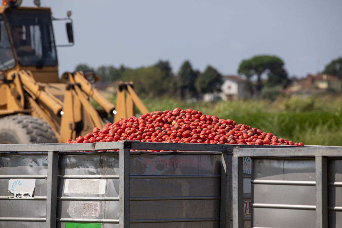 Raccolta pomodori in Italia. Cassone pieno di pomodori rossi maturi, trattore agricolo sullo sfondo. Campagna 2025. - Conserve Italia
