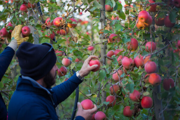 Raccolta mele Pink Lady. Agricoltore raccoglie mele rosse dall'albero. Frutta fresca di stagione.