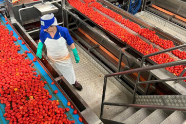 Conserve Italia, al via la campagna del pomodoro