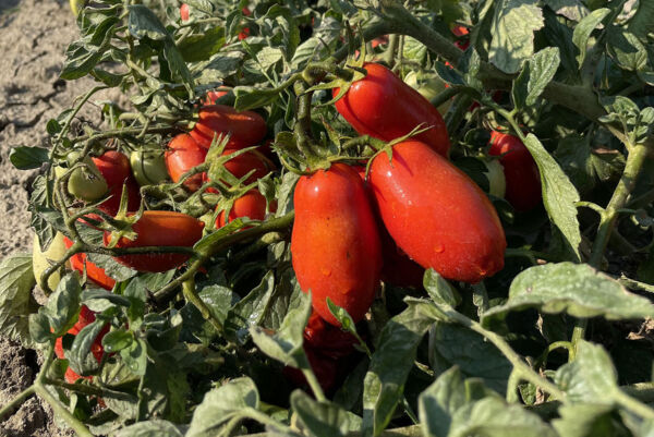 Pomodori lunghi d'Emilia rossi e maturi. Coltivazione di pomodori, Le Conserve della Nonna.