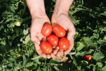 I Sughi di Casa Rodolfi, la tradizione del pomodoro diventa sugo pronto