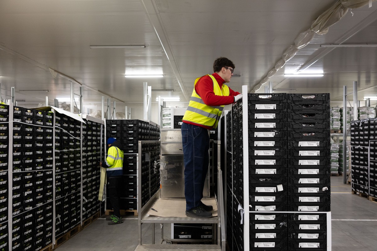 Logistica alimentare: magazzino con operai che gestiscono casse di prodotti freschi. Distribuzione e stoccaggio per il Natale.