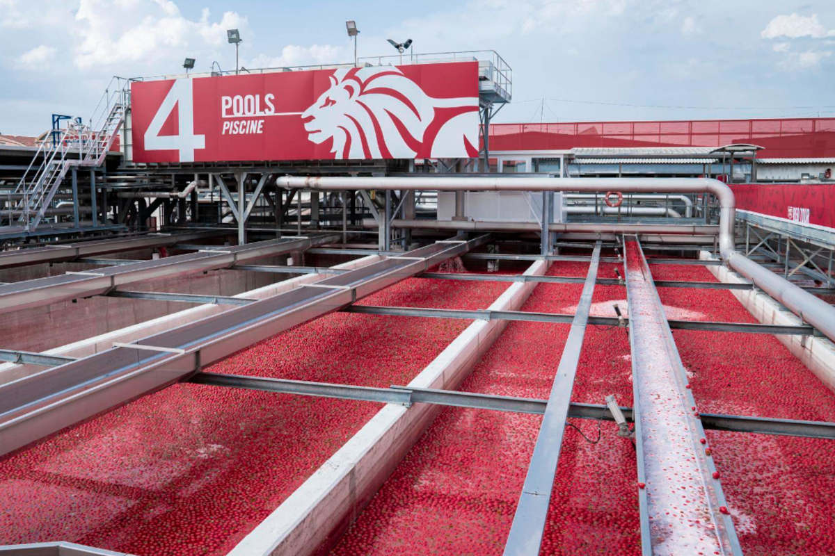 Mutti, campagna del pomodoro da record: superate le 728.000 tonnellate lavorate