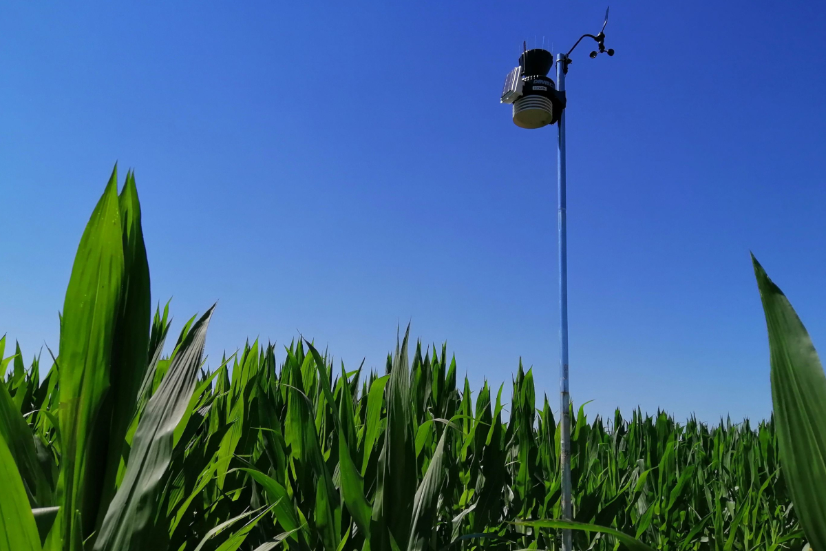 Fattorie Garofalo e xFarm: nasce la filiera bufalina digitale