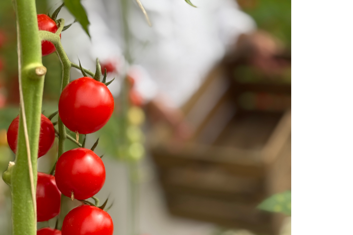 Pomodorini ciliegino Agromonte. Raccolta di pomodori rossi freschi in azienda agricola.
