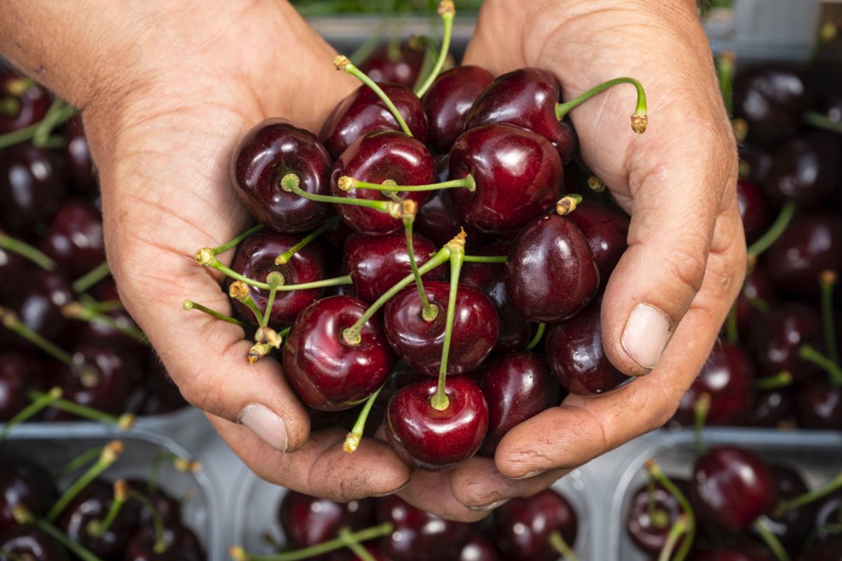 Mani che tengono ciliegie Melinda e VIP, eccellenza trentina e altoatesina.