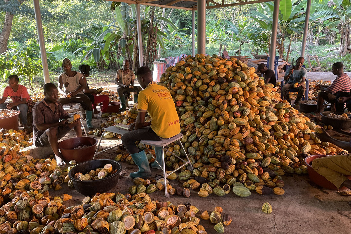 Raccolta cacao sostenibile. Agricoltori lavorano i frutti di cacao. Progetto Esselunga-Altromercato.