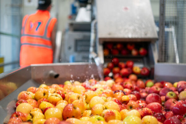 Lavaggio mele Futura Spa. Frutta fresca in lavorazione per il report di sostenibilità. Natura Nuova.