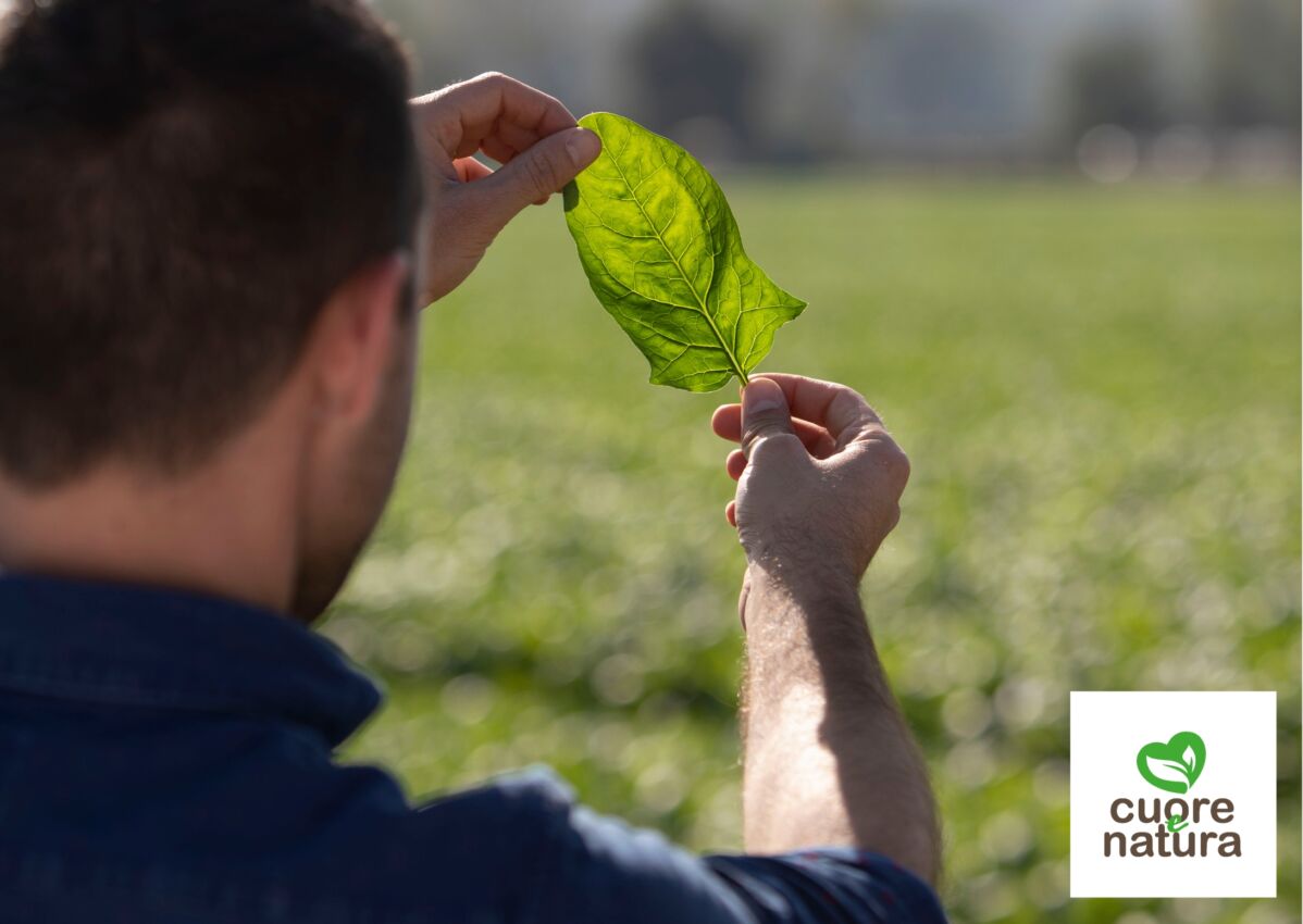 Uomo esamina foglia di spinacio Cuore & Natura. Coltivazione biologica e sostenibile.
