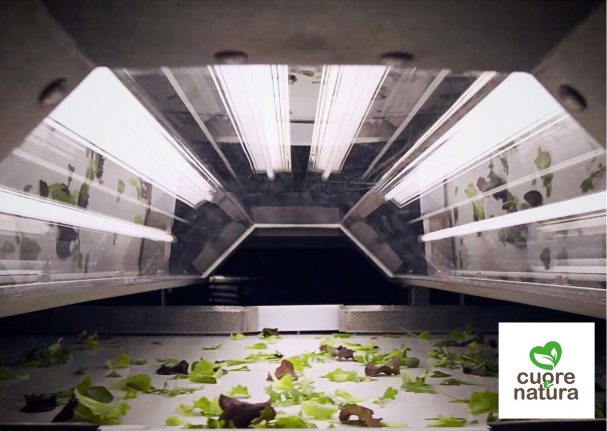 Selezionatrice ottica Cuore & Natura. Lattuga fresca in lavorazione. Tecnologia per alimenti naturali e di qualità.