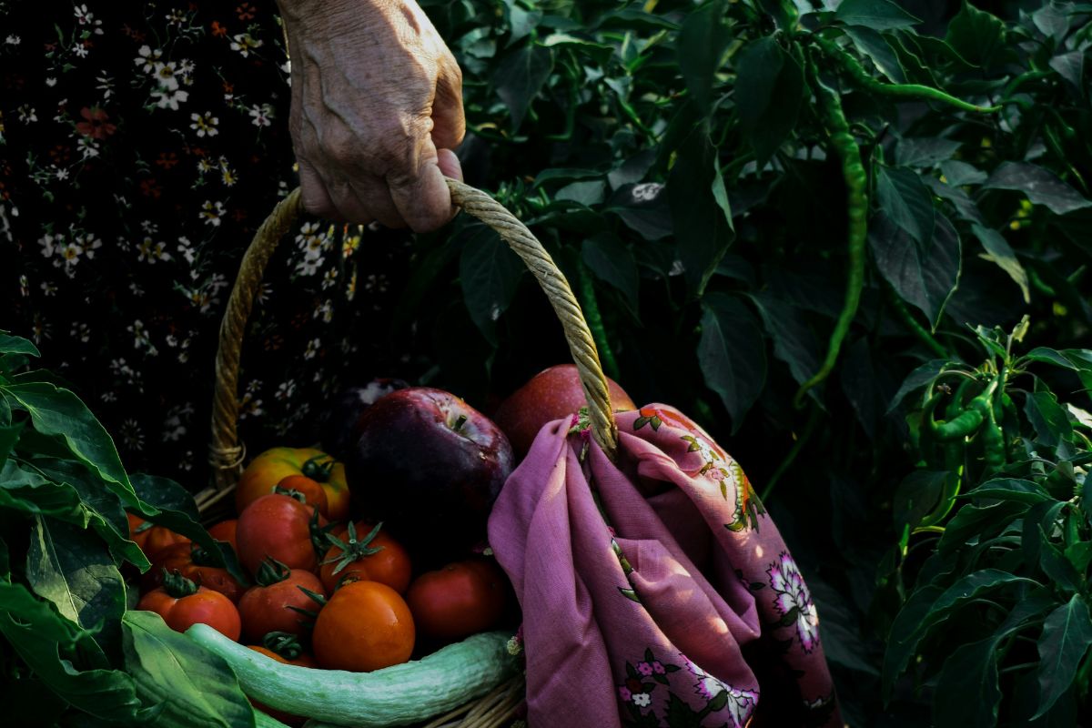 Cesto di frutta e verdura biologica. Prodotti agricoli freschi, filiera corta. Assobio.