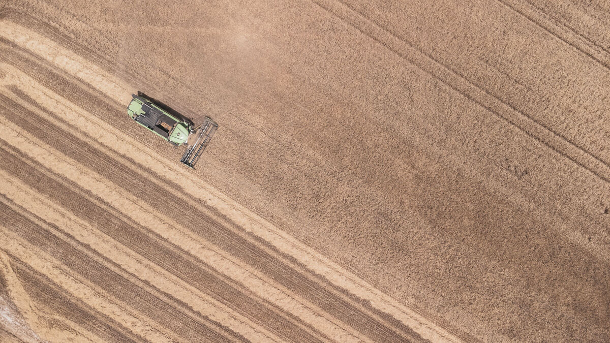 Raccolta grano duro pugliese con mietitrebbia. Filiera Granoro, sostenibilità agricola.