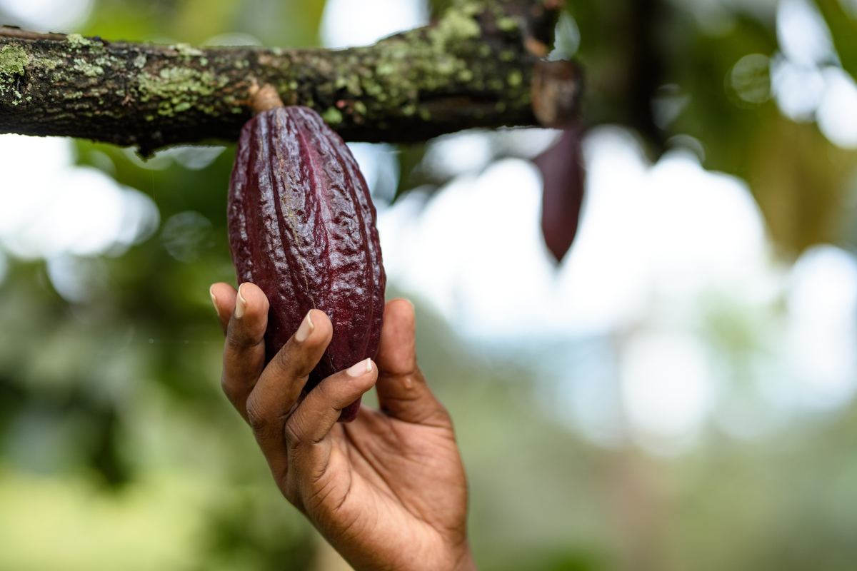 Raccolta cacao Uganda. Mano tiene frutto maturo. Ingredienti cioccolato Agostoni Icam.