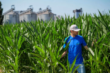 Campo di mais bianco sostenibile. Agricoltore tra le piante. MartinoRossi e Galbusera.