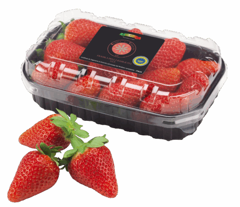 Fragole Solarelli Basilicata I.G.P. in confezione da 300g, rosse e fresche.