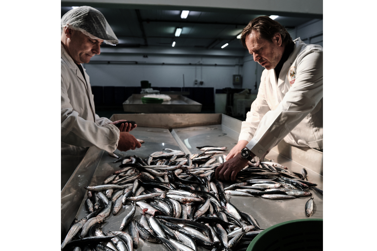 Lavorazione artigianale acciughe Rizzoli Emanuelli. Operai selezionano il pesce fresco.