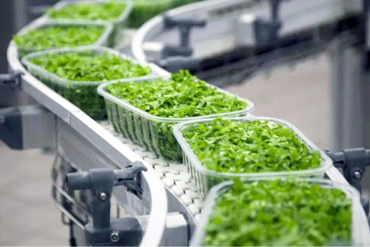 Filiera Italia: confezioni di insalata quarta gamma su nastro trasportatore. Prodotti freschi e pronti al consumo.