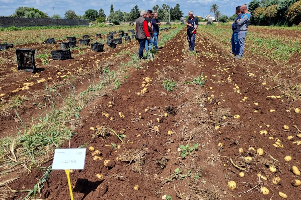 Romagnoli F.lli-Raccolta patate novelle in campo. Agricoltori osservano il raccolto. Ceste di patate.