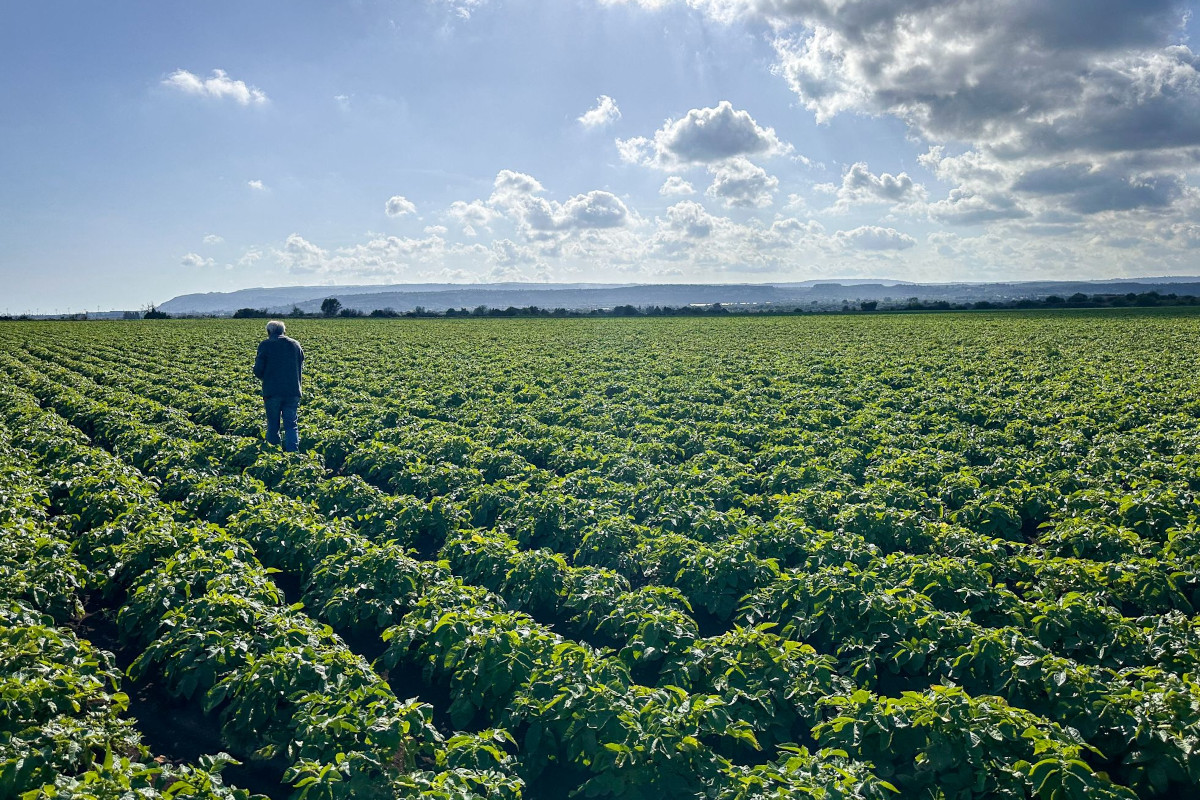Romagnoli F.lli-Campo coltivato a patate novelle. Agricoltore controlla il raccolto. Cielo azzurro con nuvole. #patate #agricoltura #campo