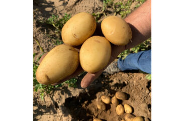 Patate novelle fresche di campagna. Raccolto di patate biologiche, tuberi dorati in mano.