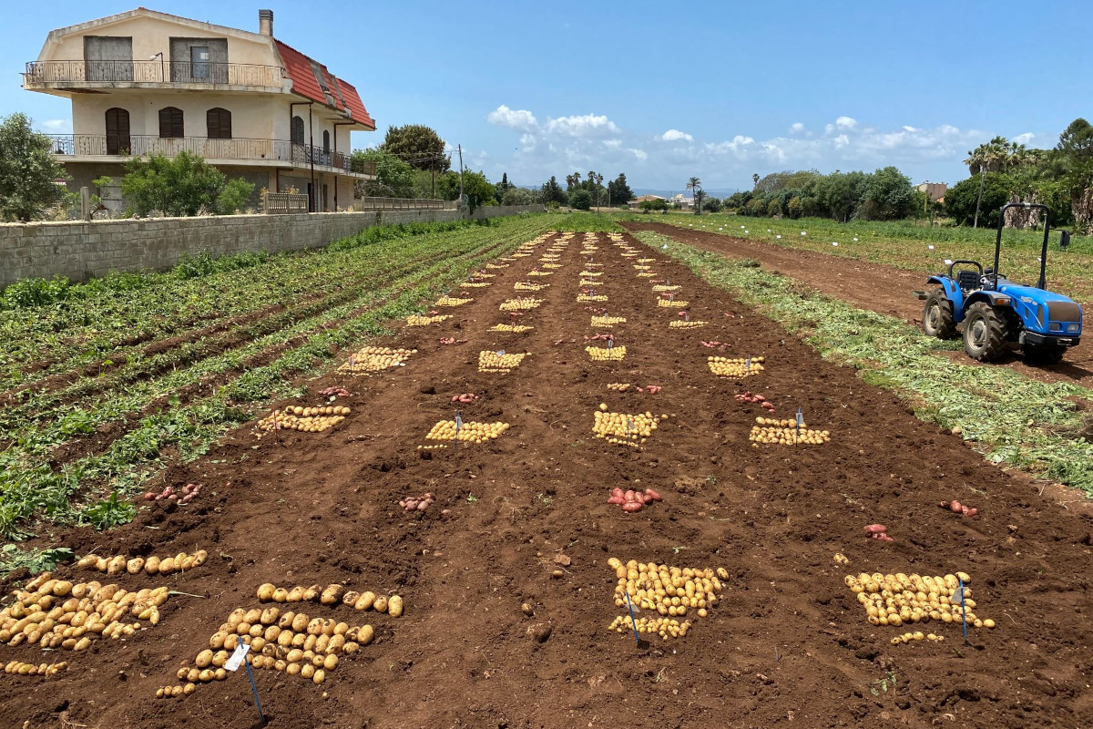 Campo di patate novelle in Sicilia. Raccolta patate e trattore agricolo. Prodotti tipici siciliani.