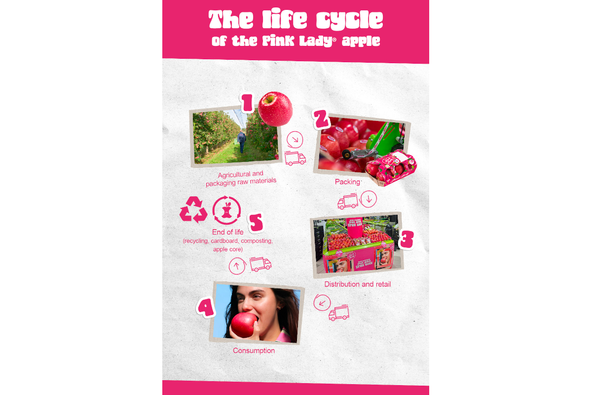 Infografica ciclo di vita mela Pink Lady: coltivazione, confezionamento, vendita, consumo, riciclo.