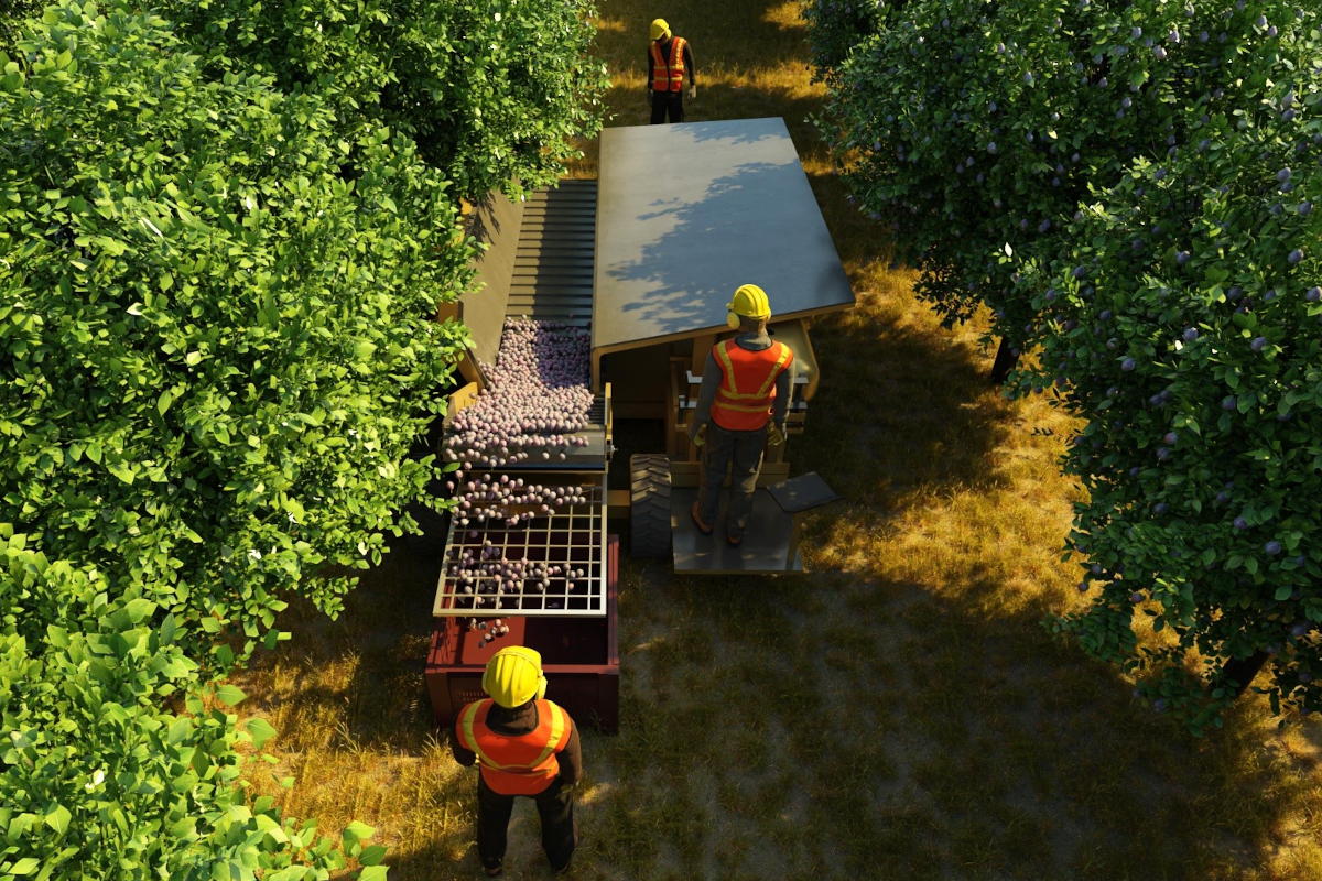 Raccolta meccanizzata delle prugne in California. Agricoltori al lavoro, frutta fresca.