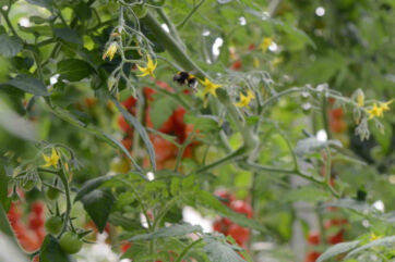 Bombi impollinano fiori di pomodorini ciliegino. Coltivazione biologica, agricoltura sostenibile. - Agromonte-3Bee-Sicilia