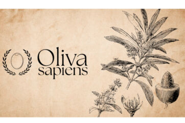 Illustrazione vintage di oliva: pianta, fiore, frutto. Logo Oliva Sapiens.