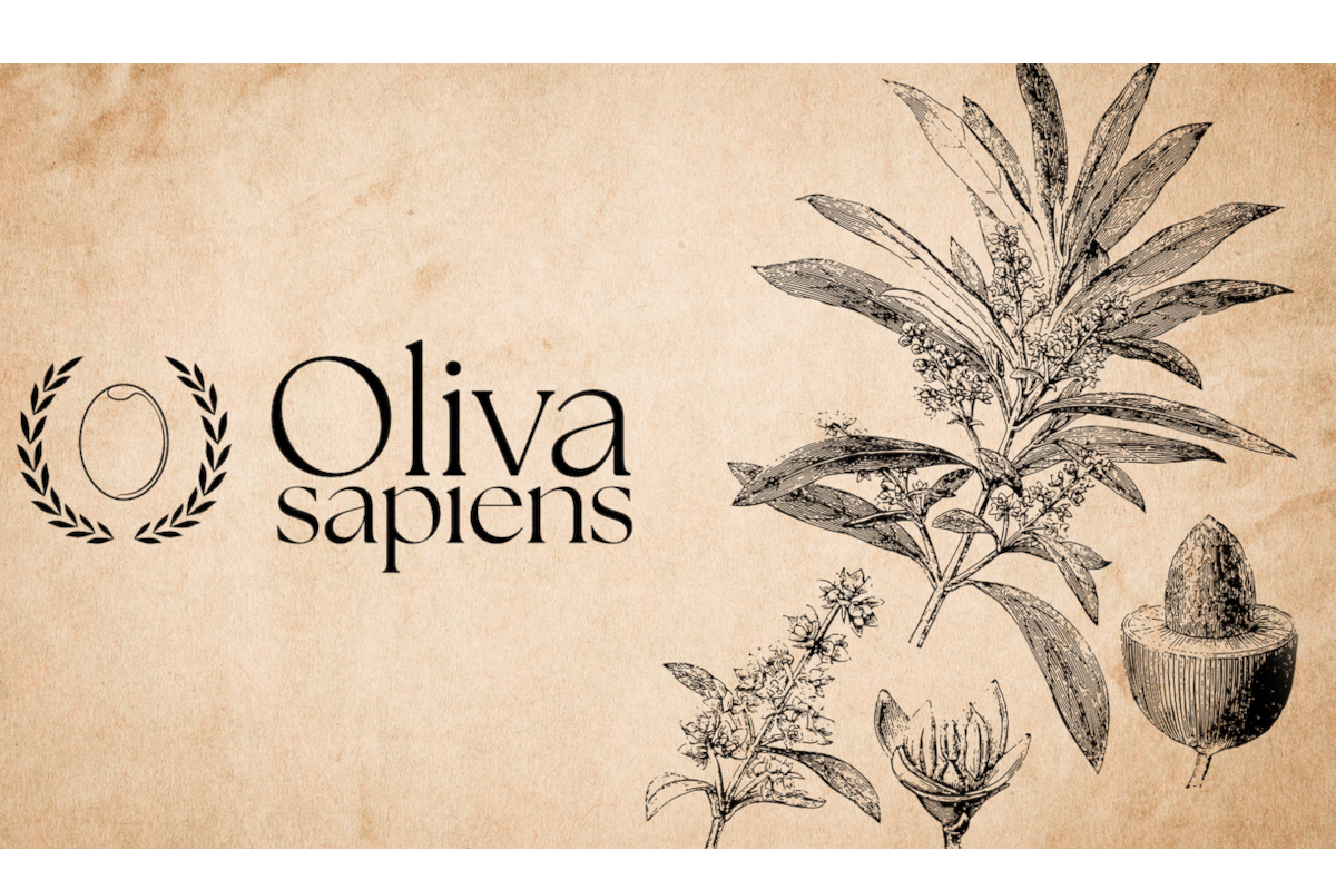 Illustrazione vintage di oliva: pianta, fiore, frutto. Logo Oliva Sapiens.