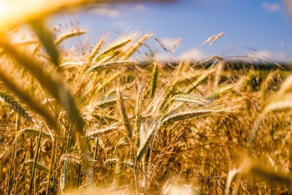 Campo di grano dorato al sole. Progeo: crescita e piani industriali.