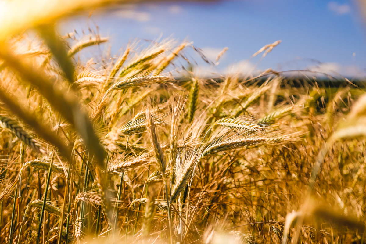Campo di grano dorato al sole. Progeo: crescita e piani industriali.