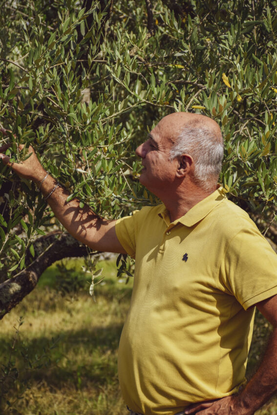 Riccardo Sardelli all'oliveto. Olio extra vergine di oliva, blending di qualità.