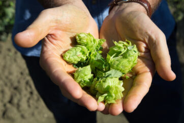 Luppolo in mano. Ingredienti birra Carlsberg Italia. Brewing Tomorrow: qualità e sostenibilità.