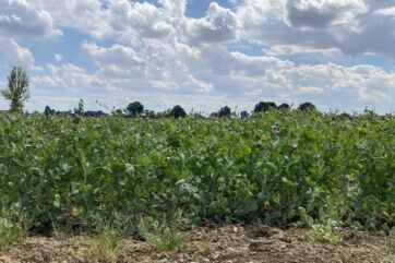 Campo di piselli MartinoRossi. Agricoltura sostenibile per Gruppo Amadori. Coltivazioni di legumi.