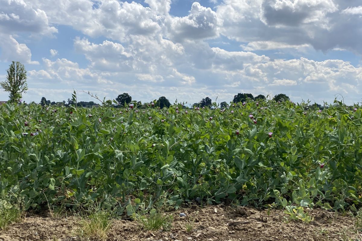 Campo di piselli MartinoRossi. Agricoltura sostenibile per Gruppo Amadori. Coltivazioni di legumi.