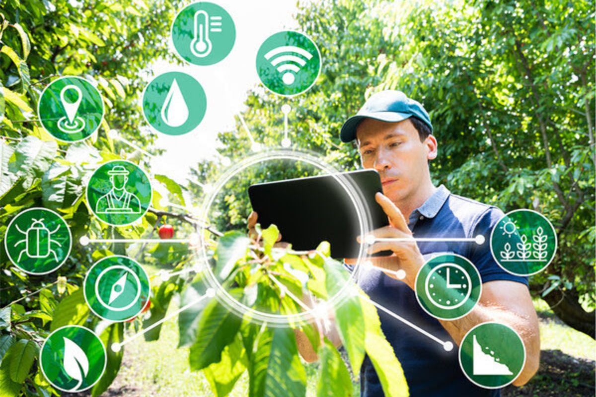 Agricoltore usa un tablet per il monitoraggio digitale delle colture in un frutteto, innovazione tecnologica Agritech.