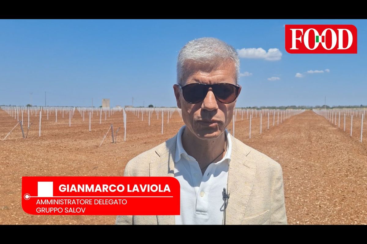 Gianmarco Laviola, AD di Gruppo Salov, in un campo agricolo per il progetto contro la Xylella.