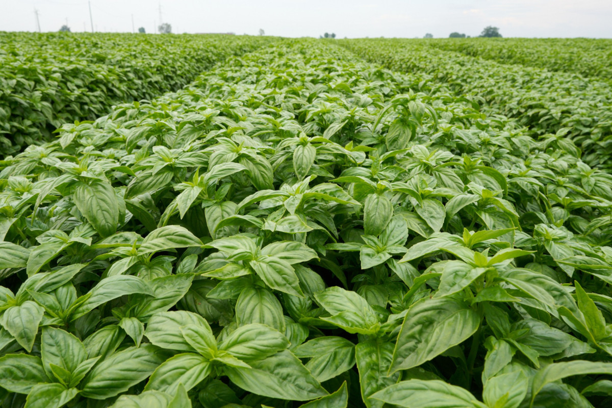 Vasto campo di basilico fresco coltivato dalla filiera Casalasco per la produzione agricola sostenibile.