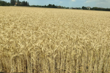 Vasto campo di grano duro maturo pronto per il raccolto, simbolo della produzione agricola italiana sotto pressione.