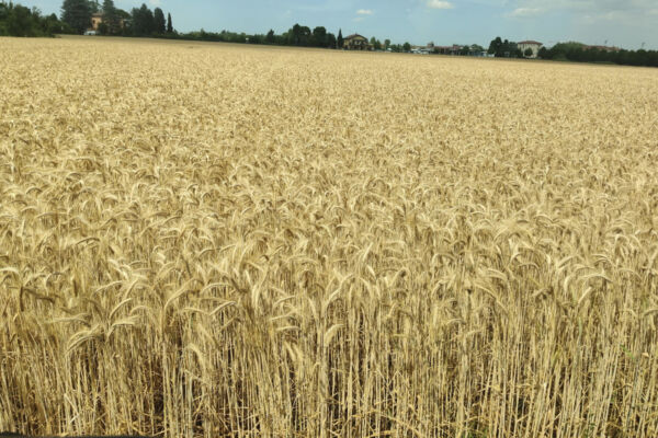 Vasto campo di grano duro maturo pronto per il raccolto, simbolo della produzione agricola italiana sotto pressione.