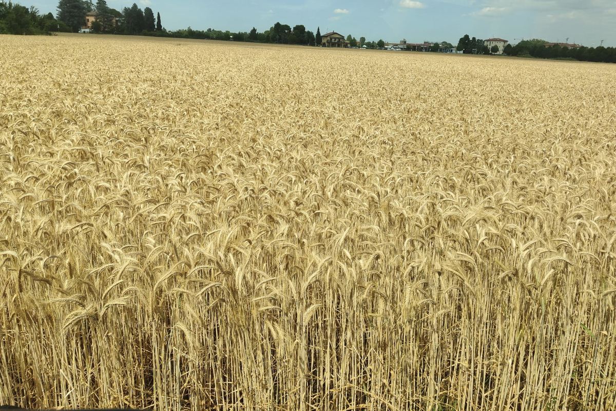 Vasto campo di grano duro maturo pronto per il raccolto, simbolo della produzione agricola italiana sotto pressione.