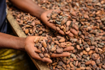 Mani che raccolgono fave di cacao grezze per il bilancio di sostenibilità Icam, simbolo di filiera etica e qualità.